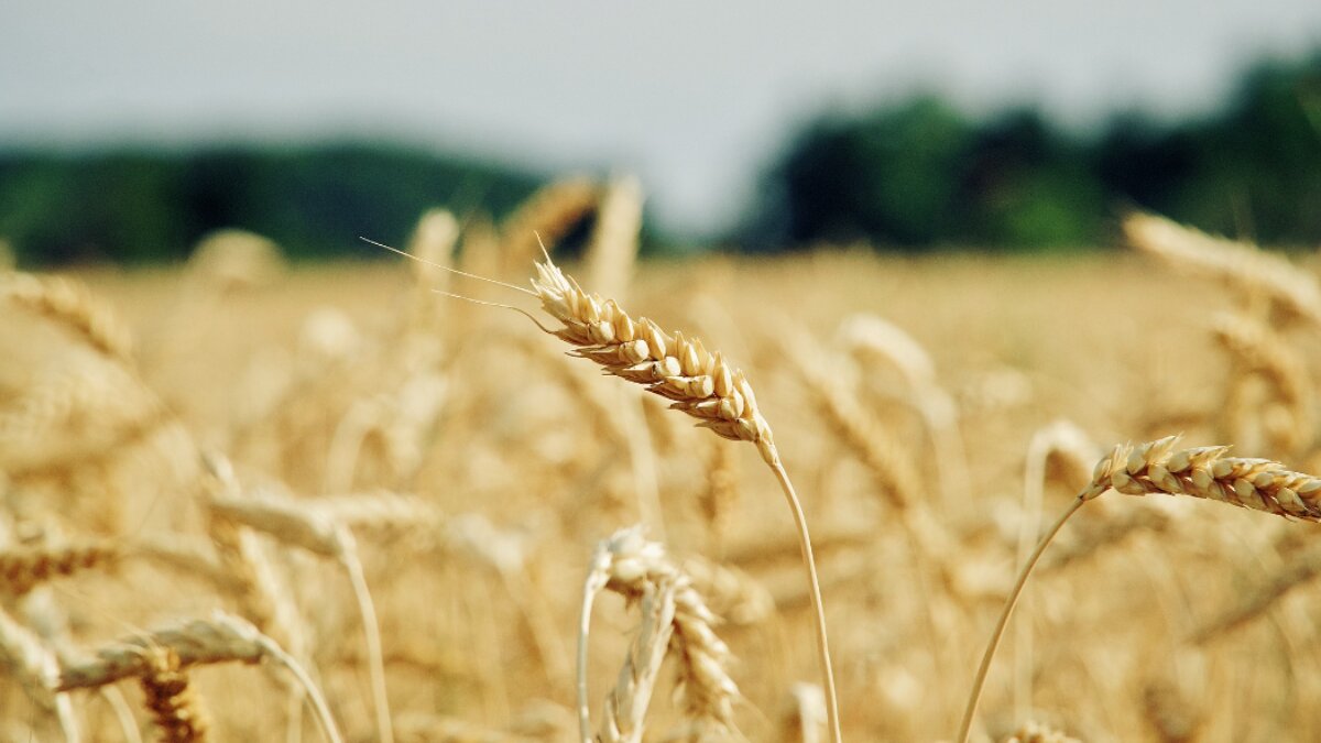 Agricoli: nuove misure per l’alluvione di maggio 2023