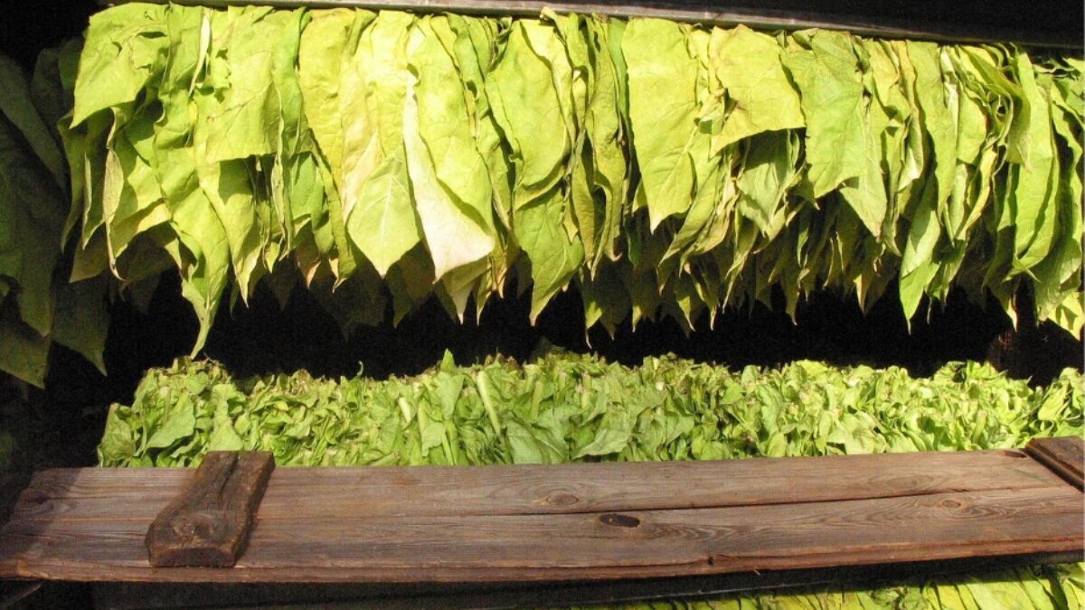 RINNOVATO IL CCNL TABACCO LAVORAZIONE