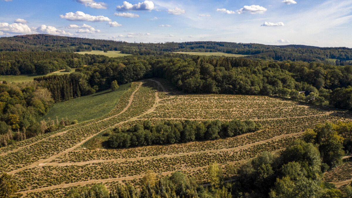 RINNOVATO IL CCNL FORESTALI ED AGRARI