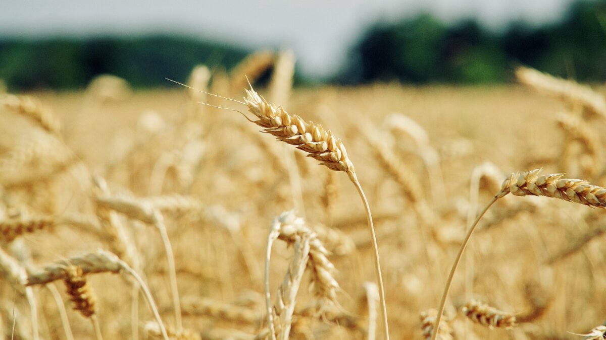 Esoneri contributivi Covid Agricoltura: controlli conclusi